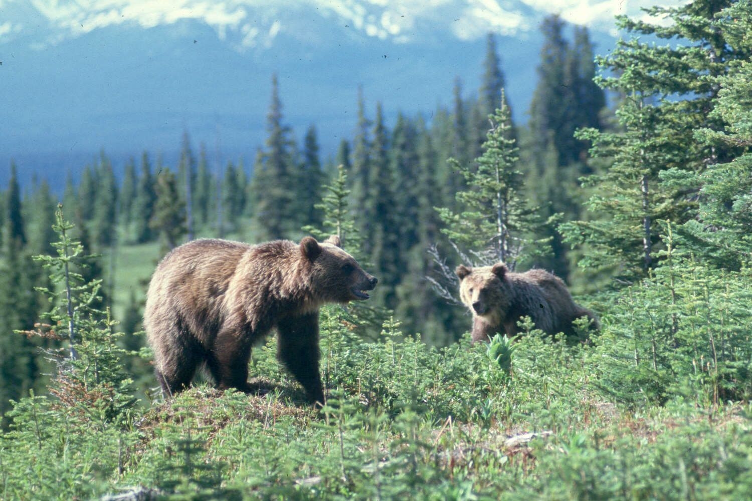 Alberta's Grizzly Bear Hunt Plan Faces Science Challenge