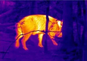 Alberta's High-Tech Weapon Against Invasive Super Pigs: AI-Powered Thermal Drones