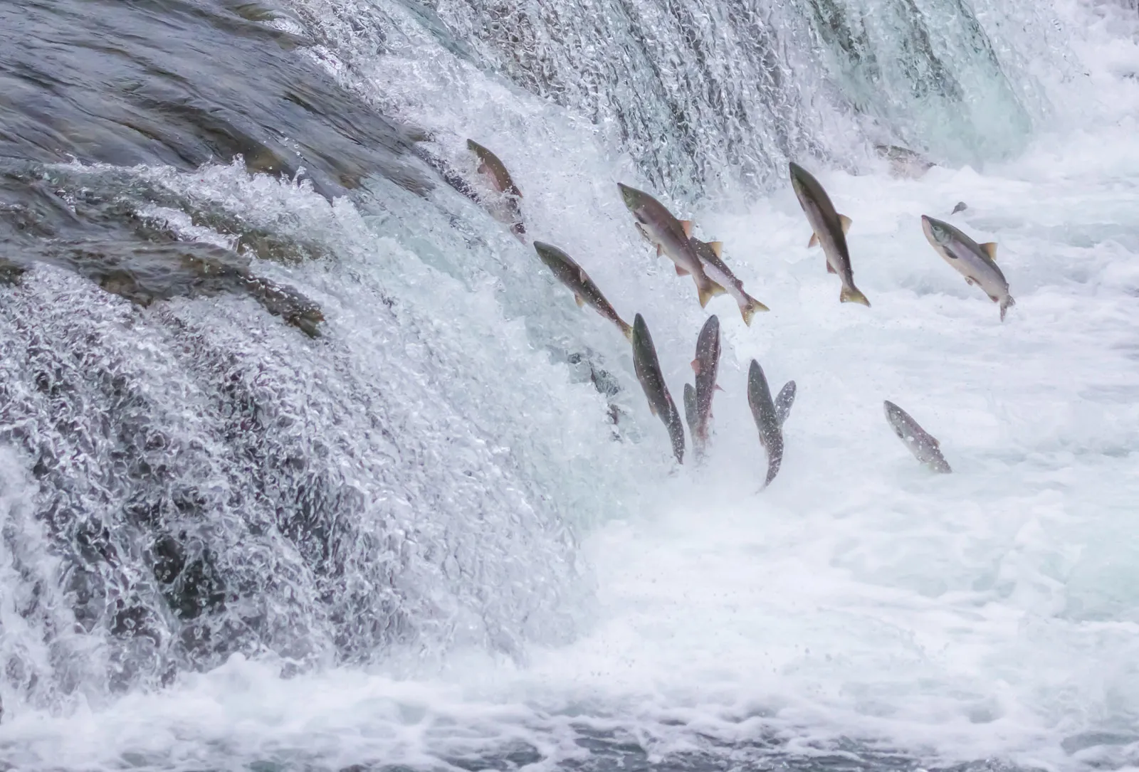 Ancient Fish Migrations Under Siege: 325 Species Now Facing Extinction Crisis
