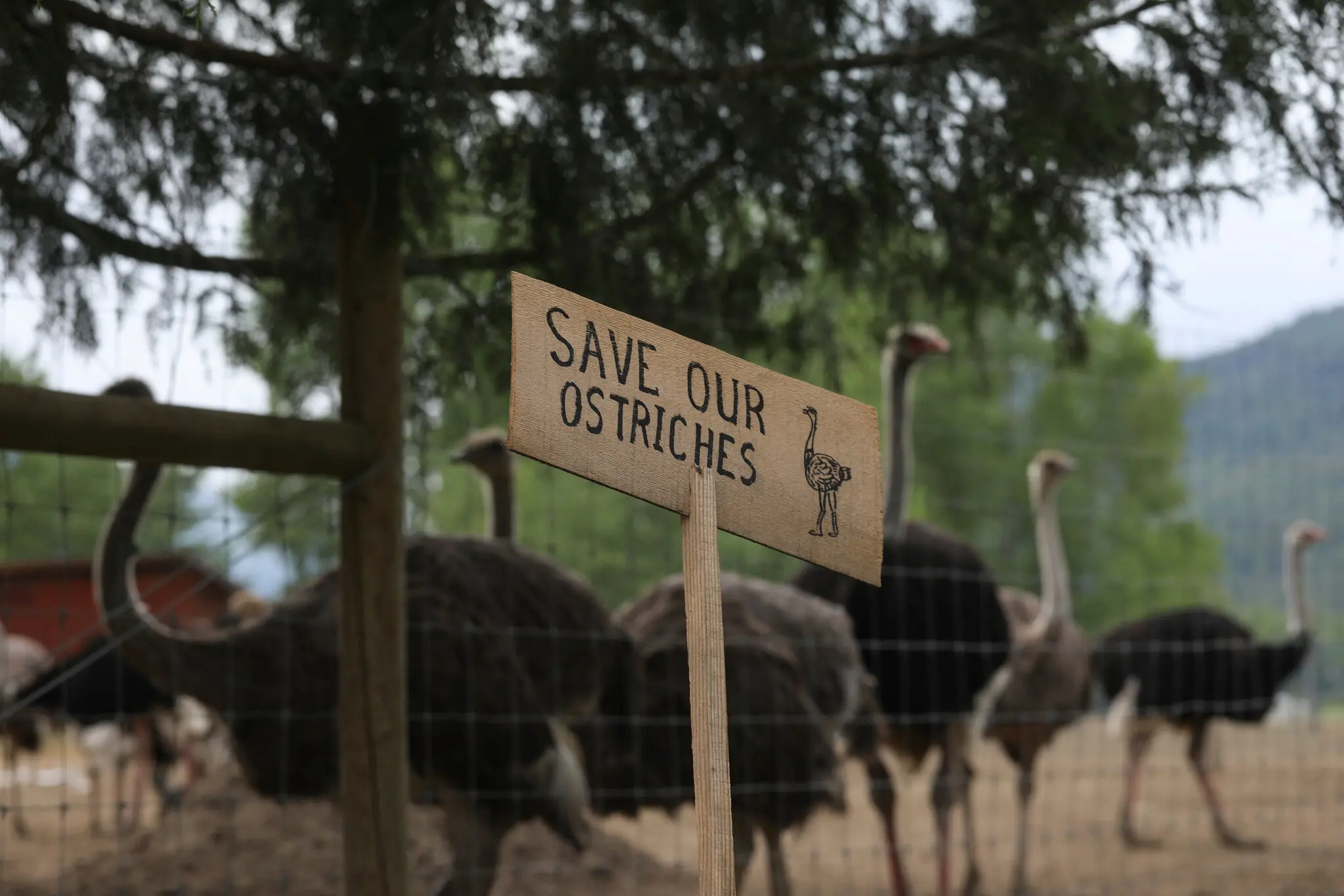 B.C. Ostrich Farm's Miracle Cure Claims Exposed as Elaborate Hoax