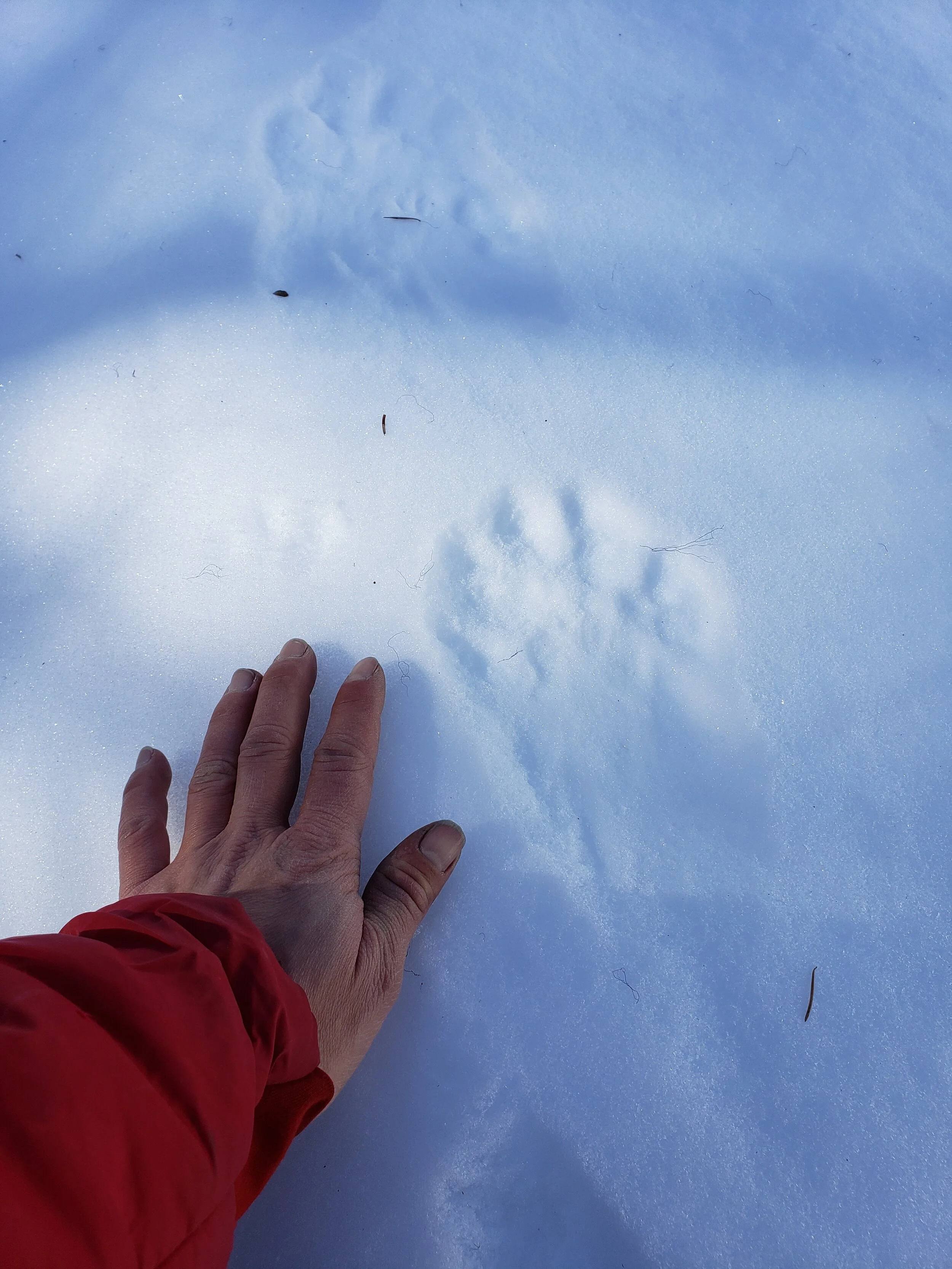 Endangered Wolverine Makes Triumphant Return to Labrador After 60 Years