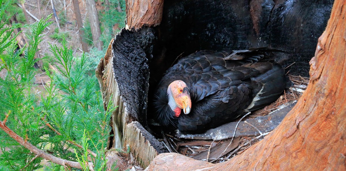Historic Hope: California Condors Nesting in Northern California for First Time in 130 Years