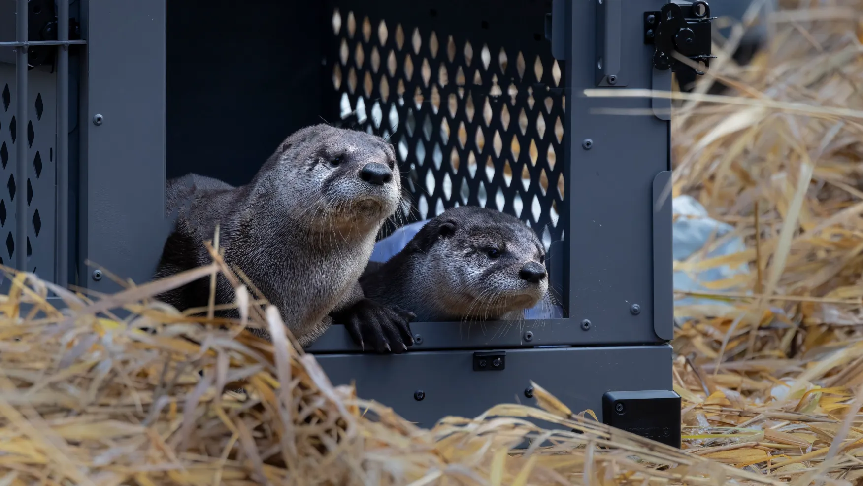 Otterly Unexpected: Wildlife Experts Rescue Trio of River Otter Pups from BC Backyard
