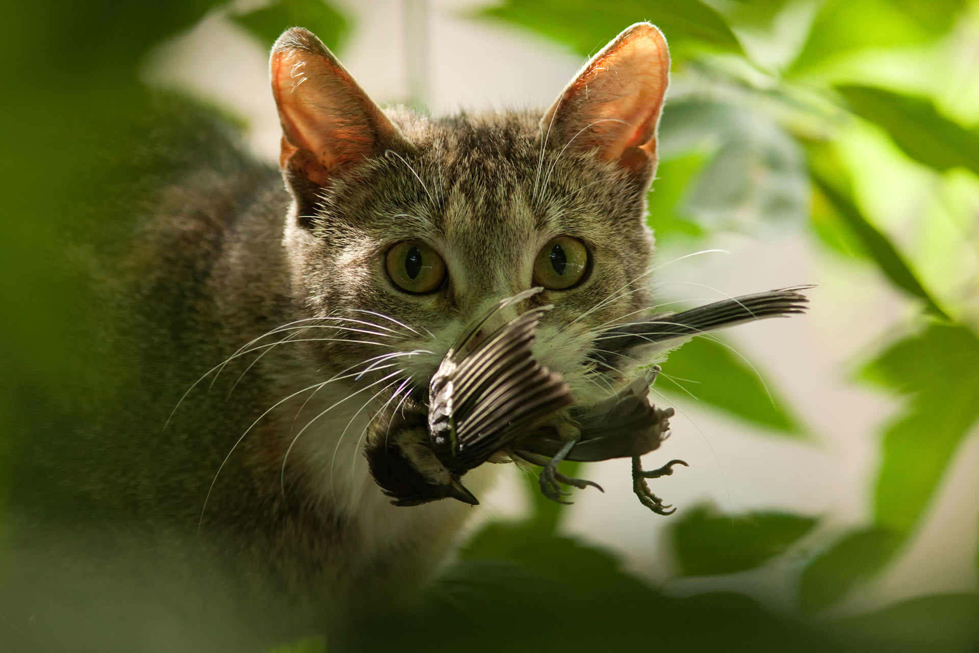 Study Reveals Outdoor Cats Kill Up to 197 Million Birds Annually in Canada