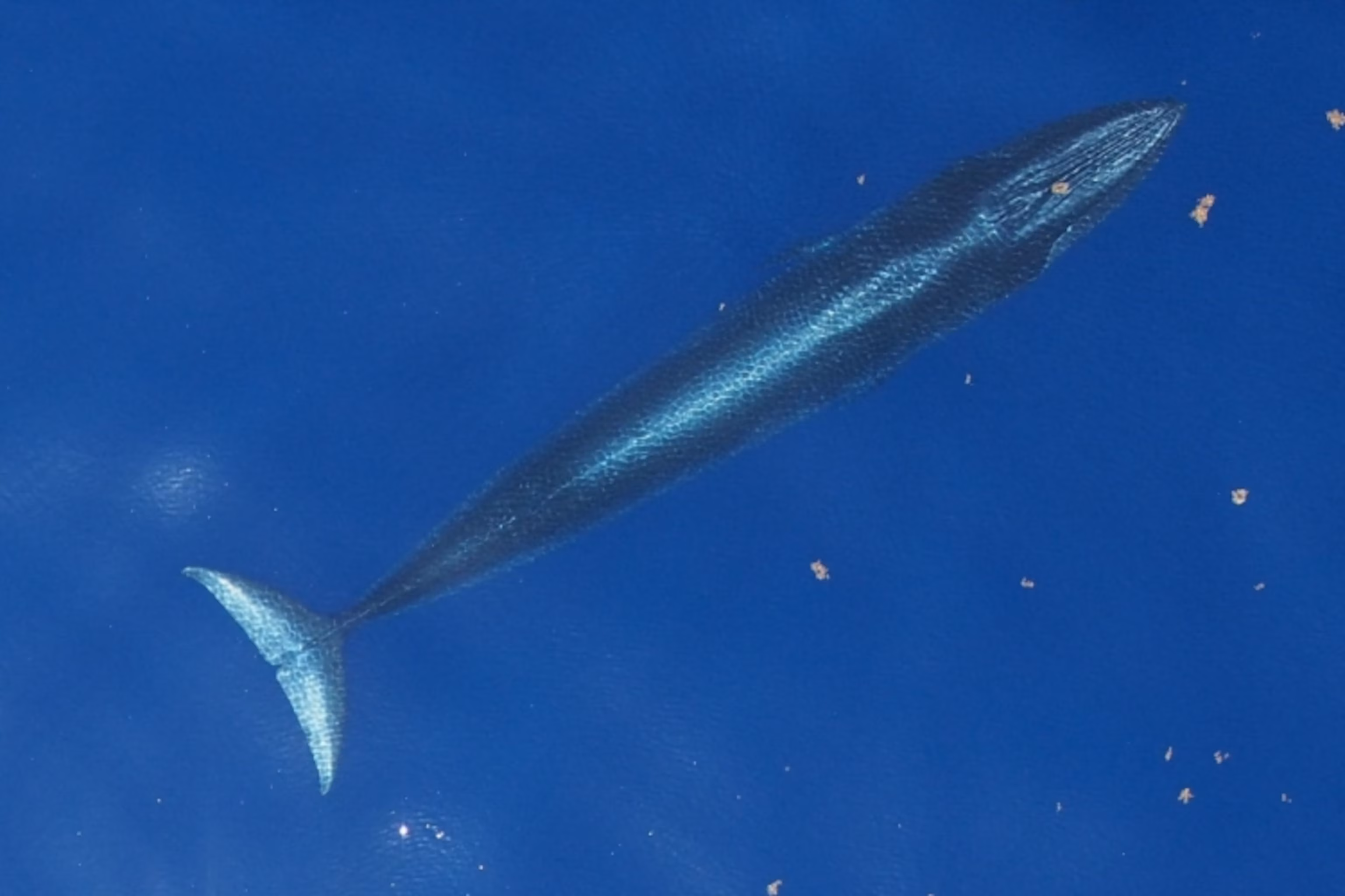 Trump Administration Exempts Gulf Oil Drilling from Endangered Species Protections