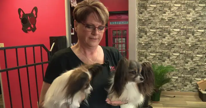 WestJet Strike Threat Costs Dog Competitor Thousands in Rebooking Scramble