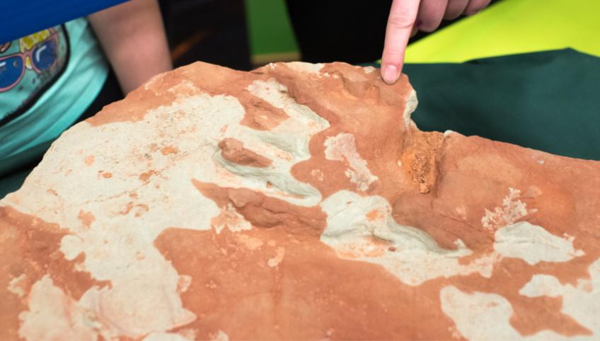 Young Paleontologists Uncover Ancient Secrets: P.E.I.'s Fossil Day Returns for Third Year